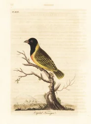 黒頭の黄色い襟の織工、Ploceus melanocephalus capitalis (Capital tanager、Tanagra capitalis)。 ジョン・レイサムが自身の鳥類の一般史、ウィンチェスターから描いて彫刻した手彩色の銅版