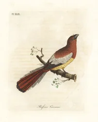 クロノドキヌバネドリ、Trogon rufus、雌（赤褐色のクルクイ、Trogon rufus）。ビュフォンの『赤い尾のカッコウ』のためにマルティネが描いたカイエンヌの鳥の図版から複製。ジョン・レイサムが自著『鳥類通史』のために描画、彫版した手彩色銅版画