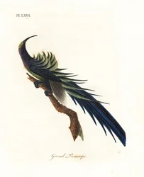 黒鎌ビル、Epimachus fastosus。 脆弱。 (Great promerops、Upupa superba。) ニューギニア。 ジョン・レイサムが自身の鳥類の一般史、ウィンチェスターから描いて彫刻した手彩色の銅版