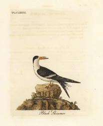 クロハサミアジサシ、Rynchops niger（Rhynchops nigra）。ジョン・レイサムが自著『A General History of Birds』、ウィンチェスターのために描き彫版した手彩色銅版画