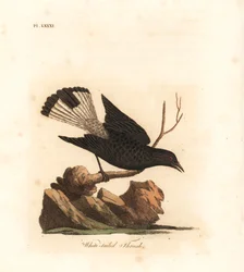 クロサバクヒタキ、Oenanthe leucura（白い尾のツグミ、Turdus leucurus）。ジョン・レイサムが自著『鳥類通史』のために描画、彫版した手彩色銅版画、ウィンチェスター
