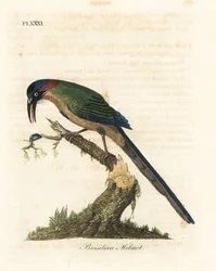 青冠モモット、Momotus momota (ブラジルモモット、Momotus brasiliensis)。 ジョン・レイサムが自身の鳥類の一般史、ウィンチェスターから描いて彫刻した手彩色の銅版