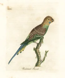 セキセイインコ、Melopsittacus undulatus (うねったオウム、Psittacus undulatus)。 ジョン・レイサムが自身の鳥類の一般史、ウィンチェスターから描いて彫刻した手彩色の銅版