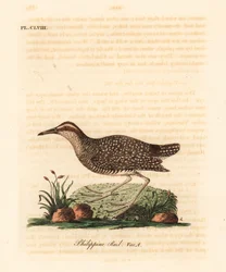 Buff-banded rail、Gallirallus philippensis (フィリピンレール、Rallus philippensis)。 ジョン・レイサムが自身の鳥類の一般史、ウィンチェスターから描いて彫刻した手彩色の銅版