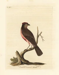 一般的なレッドポール、Carduelis flammea (Crimson-crowned finch、Fringilla flammea)。 ジョン・レイサムが自身の鳥類の一般史、ウィンチェスターから描いて彫刻した手彩色の銅版