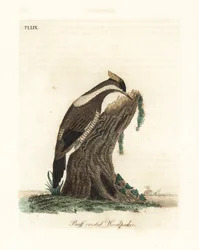クリムゾン・クレステッド・キツツキ、Campephilus melanoleucos (バフ・クレステッド・キツツキ、Picus melanoleucus)。 レベリア博物館のスキンに基づいています。 ジョン・レイサムが自身の鳥類の一般史、ウィンチェスターから描いて彫刻した手彩色の銅版