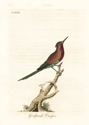 真紅のサンバード、Aethopyga siparaja seheriae (Goulpourah クリーパー)。 ジョン・レイサムが自身の鳥類の一般史、ウィンチェスターから描いて彫刻した手彩色の銅版