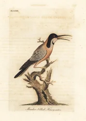 ヒガシハシビロコウ、Acanthohynchus tenuirostris (スレンダーハチミツクイ、Certhia tenuirostris)。 オーストラリア。 ジョン・レイサムが自身の鳥類の一般史、ウィンチェスターから描いて彫刻した手彩色の銅版