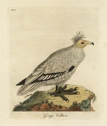 エジプトのハゲタカ、Neophron percnopterus ginginianus.1824 (彫刻)