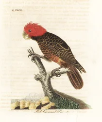 ガンガンオウム、Callocephalon fimbriatum（アカカンムリインコ、Psittacus galeatus）。ジョン・レイサムが自身の『A General History of Birds』、ウィンチェスターのために描き、銅版に彫刻し手彩色した作品