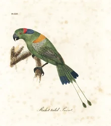 ウチワインコ、Prioniturus platurus（ラケット形の尾を持つインコ）。ジョン・レイサムが自身の著書『鳥類通史』のために描画、彫版した手彩色銅版画、ウィンチェスター