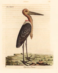大副官、レプトプティロス怪しげ。 絶滅危惧種。 (巨大なツル、Ardea argala。) John Latham が自身の A General History of Birds、Winchester から描き、彫刻した手彩色の銅版画