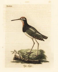 オオペンキシギ、Rostratula benghalensis (ケープ シギ、Scolopax capensis)。 ジョン・レイサムが自身の鳥類の一般史、ウィンチェスターから描いて彫刻した手彩色の銅版