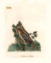 ギアナン ストリートアントレン、Myrmotherula surinamensis。 脆弱。 (Surinam ゴジュウカラ、Sitta surinamensis。) John Latham が自身の A General History of Birds、ウィンチェスターから描き、彫刻した手彩色の銅版