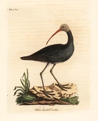 Hadada または hadeda ibis、Bostrychia hagedash? (ホワイトヘッドのカーリュー、Numenius leucocephalus。) ジョン・レイサムが自作の鳥の一般史、ウィンチェスターから描き、彫刻した手彩色の銅版画
