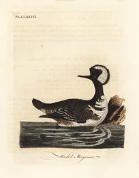 フード付きアイサ、Lophodytes cucullatus (Mergus cucullatus)。 ジョン・レイサムが自身の鳥類の一般史、ウィンチェスターから描いて彫刻した手彩色の銅版