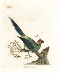 ツノインコ、Eunymphicus cornutus。 Vulnerable (角のあるオウム、Psittacus bisetis。) John Latham が彼自身の A General History of Birds, Winchester から描き、彫刻した手彩色の銅版