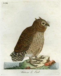 フトゥムフクロウ、1821年（手描きの彫刻）
