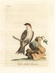 インドのクリフツバメ、ペトロチェリドン・フルビコーラ。 (Rufos-headed ツバメ、Hirundo indica。) John Latham が彼自身の A General History of Birds, Winchester から描き、彫刻した手彩色の銅版