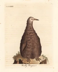キング ペンギン、Aptenodytes patagonicus、少年 (ウーリー ペンギン)。 ジョン・レイサムが自身の鳥類の一般史、ウィンチェスターから描いて彫刻した手彩色の銅版