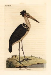 レッサーアジュタント、Leptoptilos javanicus。 脆弱。 (Modun skull.) John Latham が自身の A General History of Birds, Winchester から描き、彫刻した手彩色の銅版