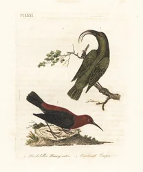 レッサー アキアロア、Hemignathus obscurus (絶滅) および枢機卿ミゾメラ、Myzomela cardinalis。 (ハワイ原産のハチハチミツバチ Certhia obscura と、バヌアツのタンナ原産のカーディナル ハニーイーター Certhia cardinalis。) 手彩色の銅版