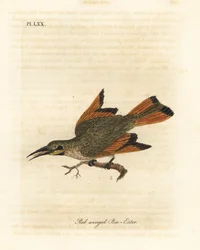 小さなハチクイ、Merops pusillus (赤翼ハチクイ、Merops erythropterus)。 アフリカ。 ジョン・レイサムが自身の鳥類の一般史、ウィンチェスターから描いて彫刻した手彩色の銅版