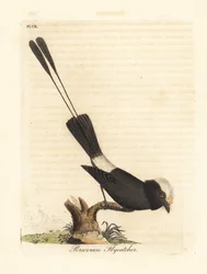 長い尾を持つ暴君、コロニア コロヌス (ペルーのヒタキ、ル コロン)。 ジョン・レイサムが自身の鳥類の一般史、ウィンチェスターから描いて彫刻した手彩色の銅版