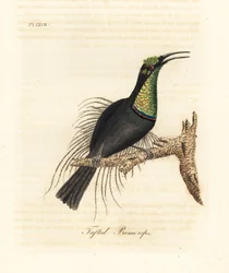 壮大なライフルバード、Ptiloris magnificus (房状の promerops)。 Bullock