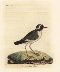 ニュージーランドチドリ、Charadrius あいまい (Charadrius novae Zealandiae)。 絶滅危惧種。 ジョン・レイサムが自身の鳥類の一般史、ウィンチェスターから描いて彫刻した手彩色の銅版