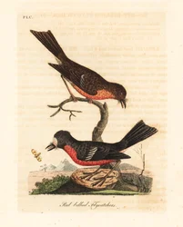 ノーフォーク パシフィック ロビン、ペトロイカ マルチカラー マルチカラー (アカハラヒタキ、Muscicapa erythrogastra)。 ジョン・レイサムが自身の鳥類の一般史、ウィンチェスターから描いて彫刻した手彩色の銅版