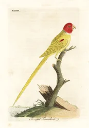 オリーブ肩のオウムまたは水仙のオウム、Aprosmictus 水仙 (水仙のインコ、Psittacus narcissus)。 ジョン・レイサムが自身の鳥類の一般史、ウィンチェスターから描いて彫刻した手彩色の銅版
