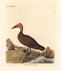 ピンク頭のアヒル、Rhodonessa caryophyllacea (Anas caryophyllacea)。 1950年代以降絶滅。 ジョン・レイサムが自身の鳥類の一般史、ウィンチェスターから描いて彫刻した手彩色の銅版