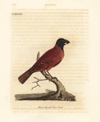 赤黒のグロスビーク、Periporphyrus erythromelas。近危急種。（黒頭グロスビーク、Loxia erythromelas。）ジョン・レイサムが自著『A General History of Birds』、ウィンチェスターのために描き彫版した手彩色銅版画