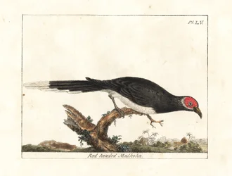 赤面マルコハ、Phaenicophaeus pyrrhocephalus。 脆弱。 (Red-headed malkoha, Cuculus pyrrhocephalus.) John Latham が彼自身の A General History of Birds, Winchester から描き、彫刻した手彩色の銅版画