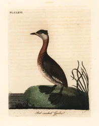 アカクビカイツブリ、Podiceps grisegena (Podiceps rubricollis)。 ジョン・レイサムが自身の鳥類の一般史、ウィンチェスターから描いて彫刻した手彩色の銅版