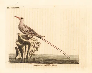 アカオネッタイチョウ、Phaethon rubricauda（Phaeton phoenicurus）。ジョン・レイサムが自著『鳥類通史』のために描画、彫版した手彩色銅版画、ウィンチェスター