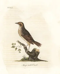 ソルトマーシュ スズメ、Ammodramus caudacutus。 脆弱。 (Sharp-tailed oriole, Oriolus caudacutus.) John Latham が彼自身の A General History of Birds, Winchester から描き、彫刻した手彩色の銅版