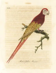 緋色のコンゴウインコ、アラマカオ (赤と黄色のコンゴウインコ、Macrocercus aracanga)。 ジョン・レイサムが自身の鳥類の一般史、ウィンチェスターから描いて彫刻した手彩色の銅版