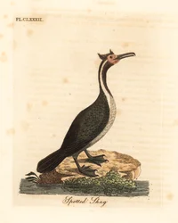 斑点のあるシャグまたはパレカレカ、Phalacrocorax punctatus (Pelecanus punctatus)。 ジョン・レイサムが自身の鳥類の一般史、ウィンチェスターから描いて彫刻した手彩色の銅版