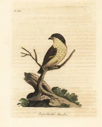 縞模様の pardalote、Pardalotus striatus (縞頭マナキン、Pipra striata)。 ジョン・レイサムが自身の鳥類の一般史、ウィンチェスターから描いて彫刻した手彩色の銅版