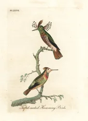 房状の雄鶏、Lophornis ornatus (房状の首のハチドリ、Trochilus ornatus)。 男性と女性。 ジョン・レイサムが自身の鳥類の一般史、ウィンチェスターから描いて彫刻した手彩色の銅版