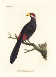 バイオレット チュラコまたはスミレ科オオバコを食べる、Musophaga violacea。 ジョン・レイサムが自身の鳥類の一般史、ウィンチェスターから描いて彫刻した手彩色の銅版