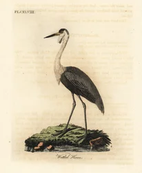 編み枝細工の頭蓋骨、Bugeranus carunculatus。 脆弱。 (アカサギ、Ardea carunculata。) John Latham が自身の A General History of Birds, Winchester から描き、彫刻した手彩色の銅版