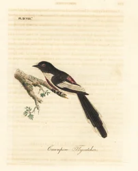 シロハラミニベット、Pericrocotus erythropygius (カンポア ヒタキ)。 インド。 ジョン・レイサムが自身の鳥類の一般史、ウィンチェスターから描いて彫刻した手彩色の銅版