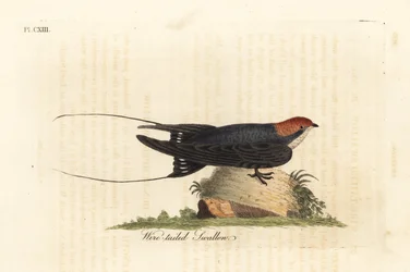 ハリオツバメ、Hirundo smithii。ジョン・レイサムが自身の著書『鳥類通史』のために描画、彫版した手彩色銅版画、ウィンチェスター