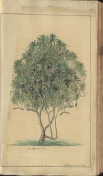 ジャマイカのエレガンチス」の1ページ