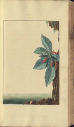 「ジャマイカの遺産」のページ