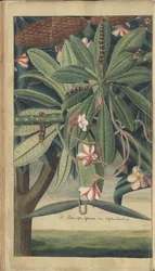 「ジャマイカの遺産」のページ