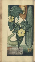 「ジャマイカの遺産」からのページ、200